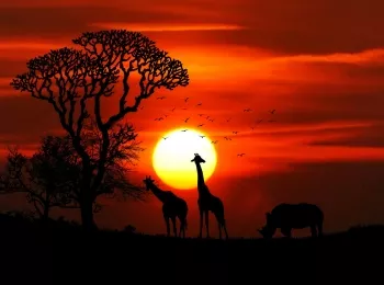 África
